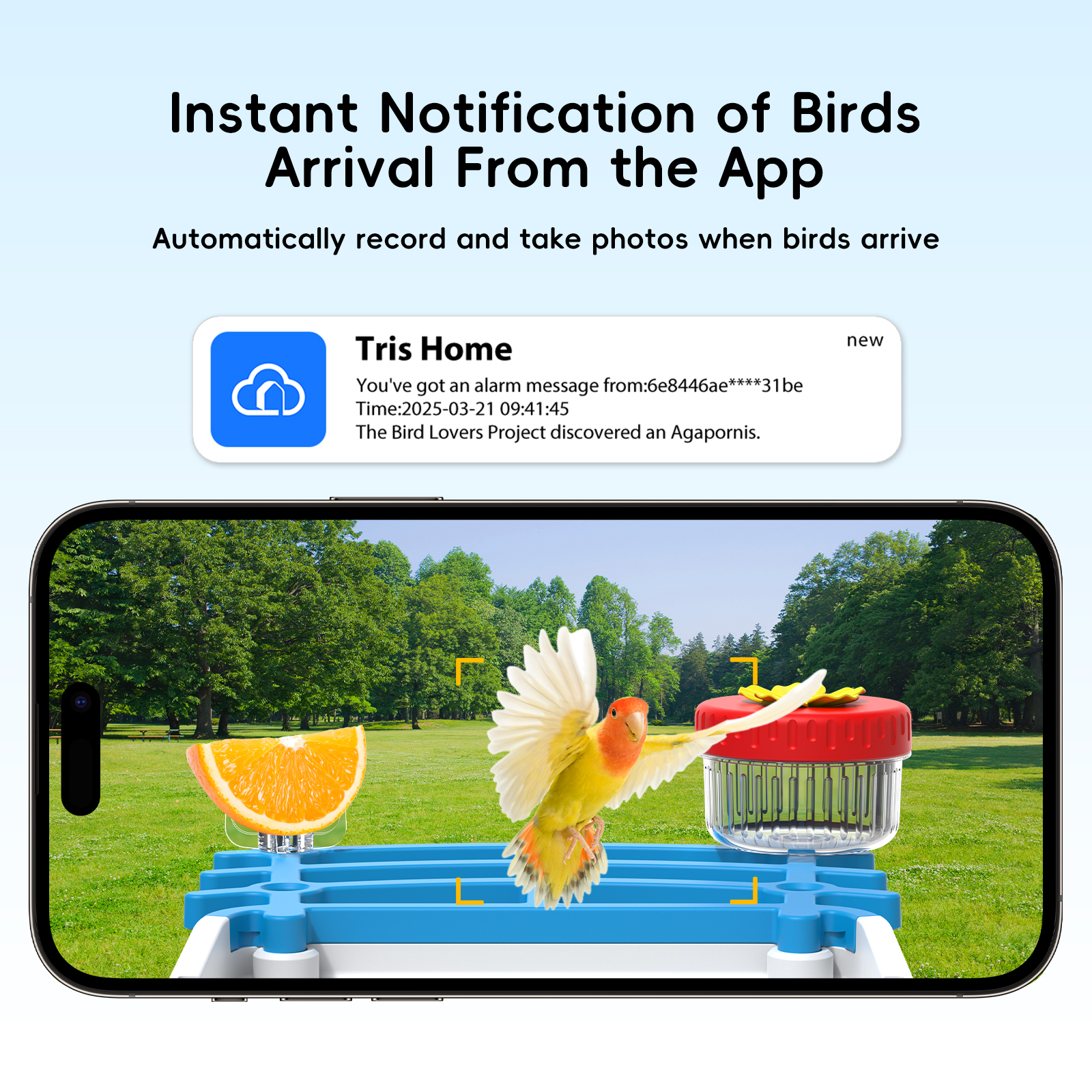 Solar Bird Feed Camera Wireles - Smart Bird Feeder Camera review and price